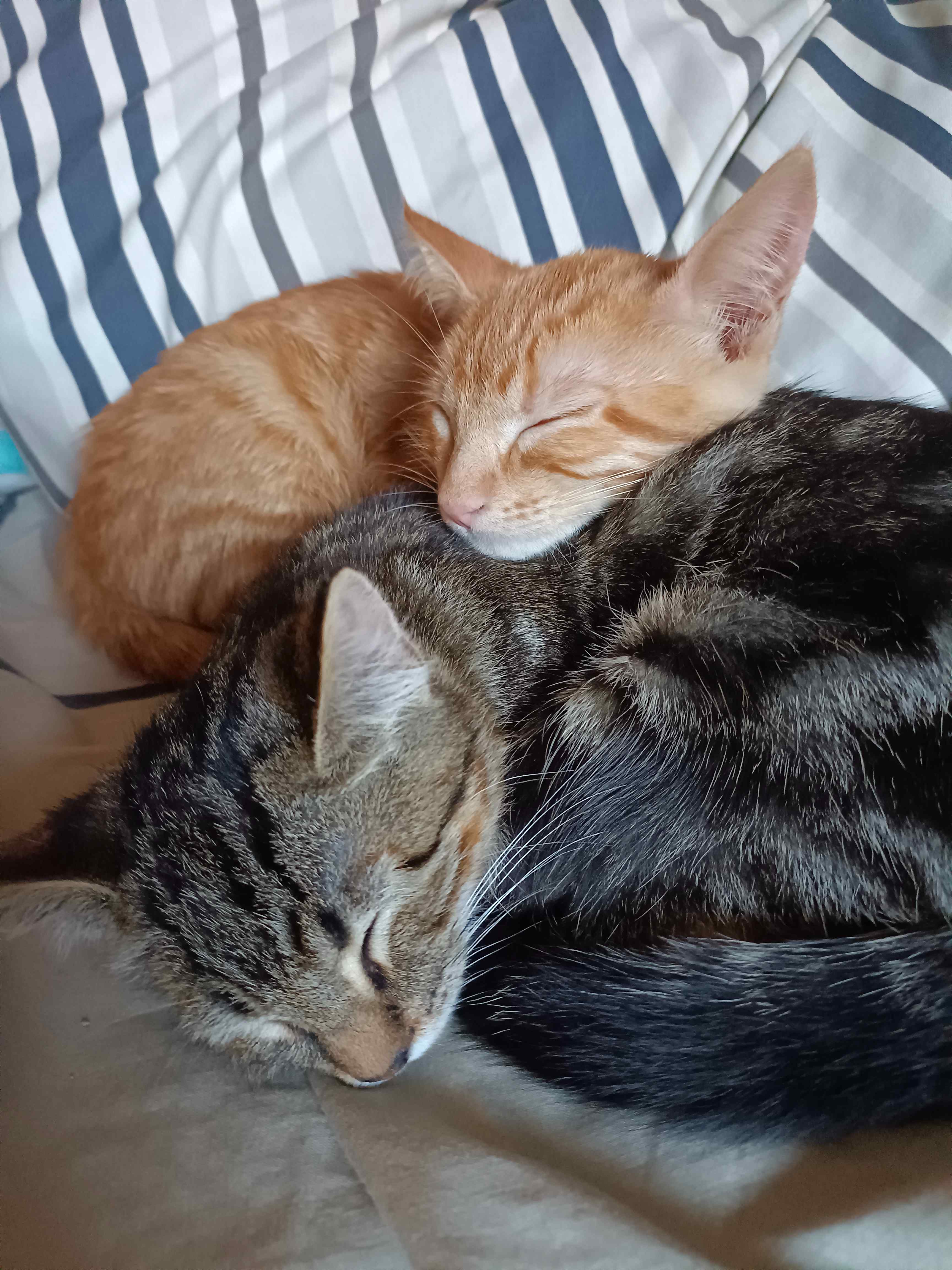 Dos gatos duermiendo apoyados uno en el otro