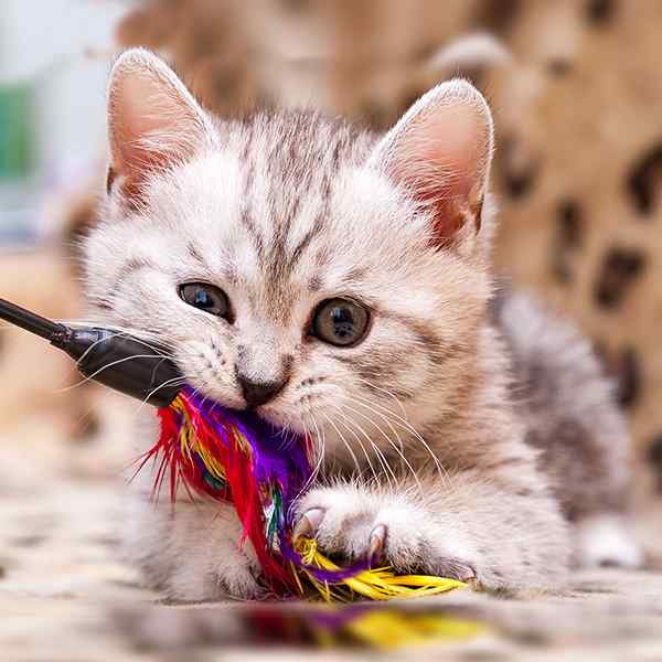 Gato jugando con plumas